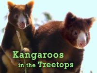 Kangaroos_in_the_Treetops
